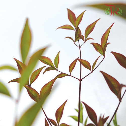 Nandina Domestica Leaf -