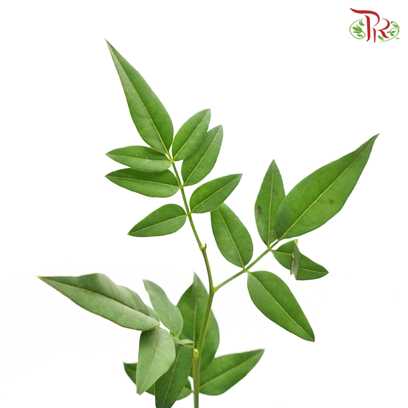 Nine Star Leaves -