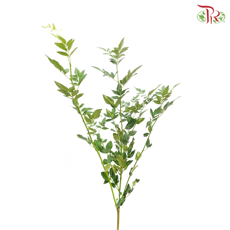 Nine Star Leaves -