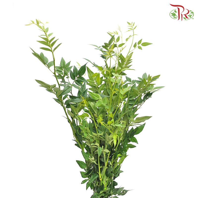 Nine Star Leaves -