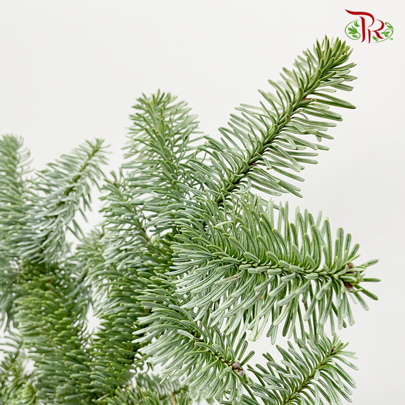 Nobilis Abies -