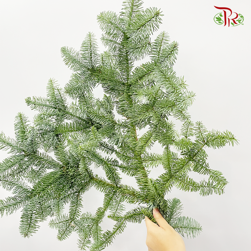 Nobilis Abies - per stem