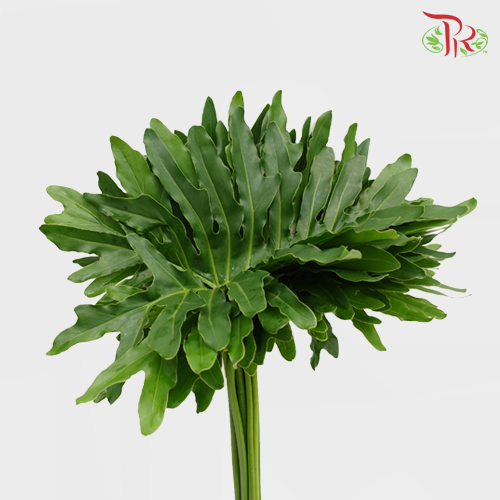Papaya Leaf - L 5 stems