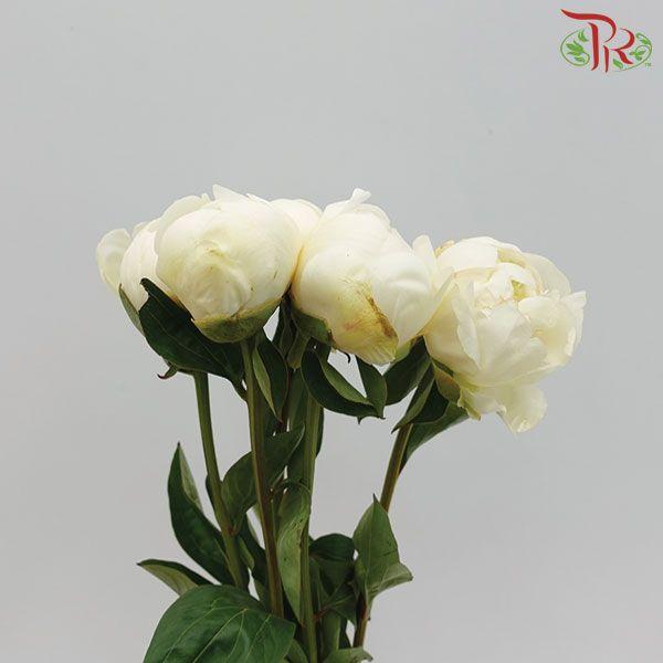 Peony ***FRAGILE (Small / Medium Head) -