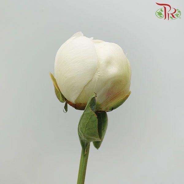 Peony ***FRAGILE (Small / Medium Head) -