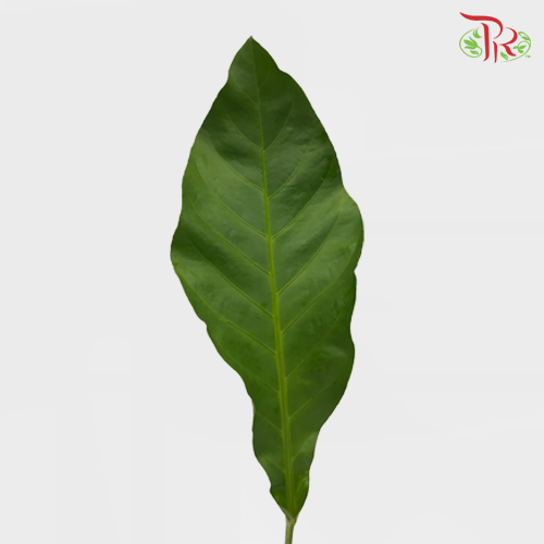 Rainforest - L