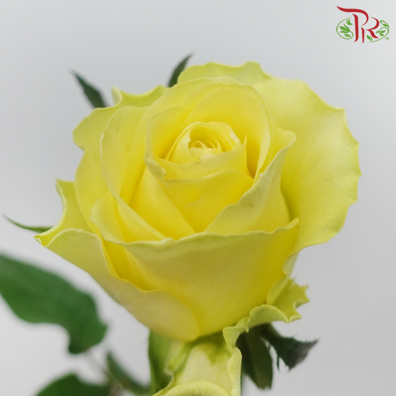 Rose -