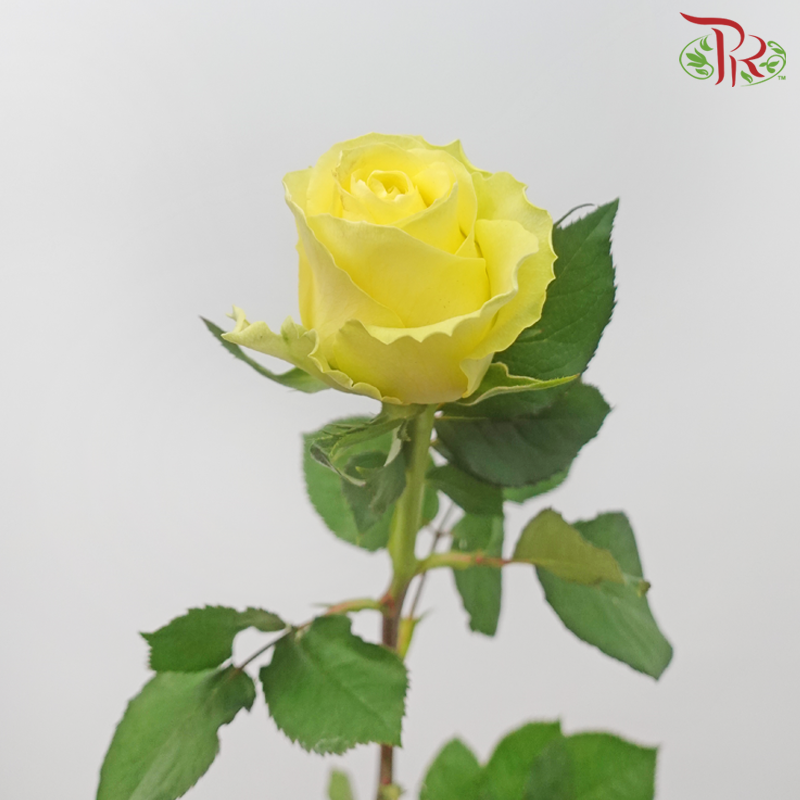 Rose -