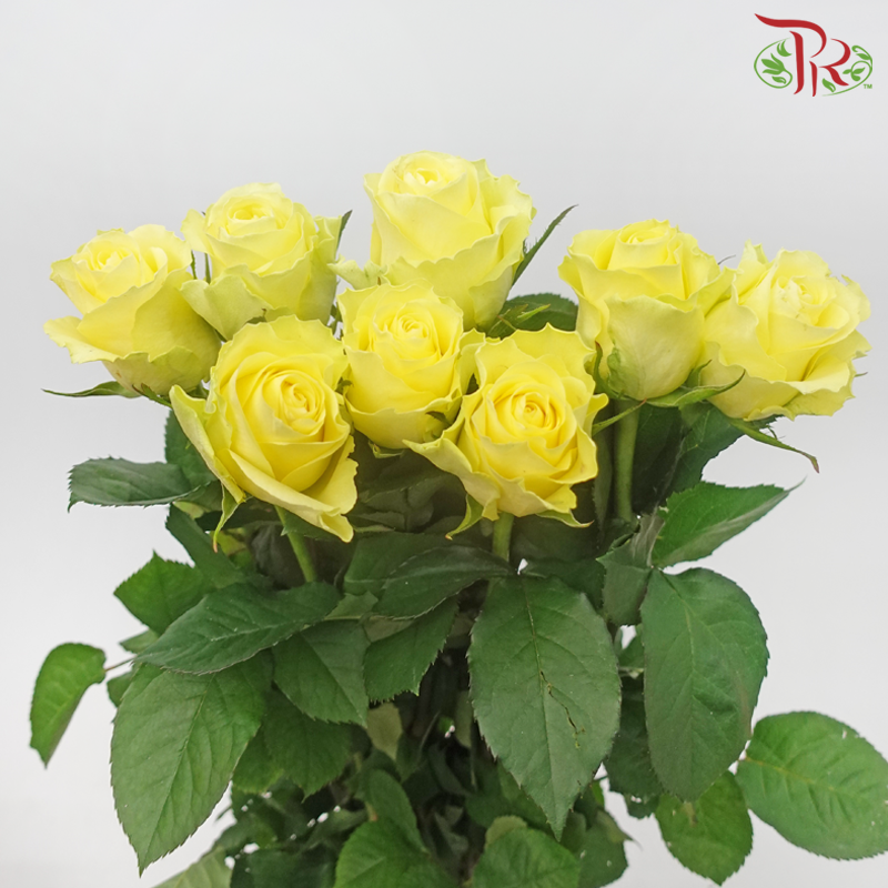 Rose -