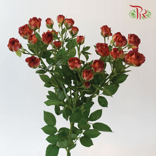 Offer Rose Spray -