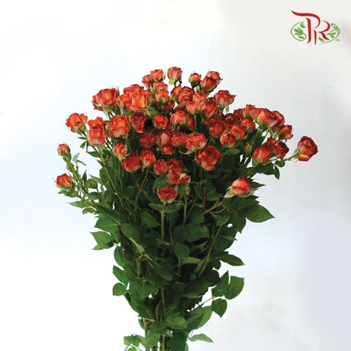 Offer Rose Spray -