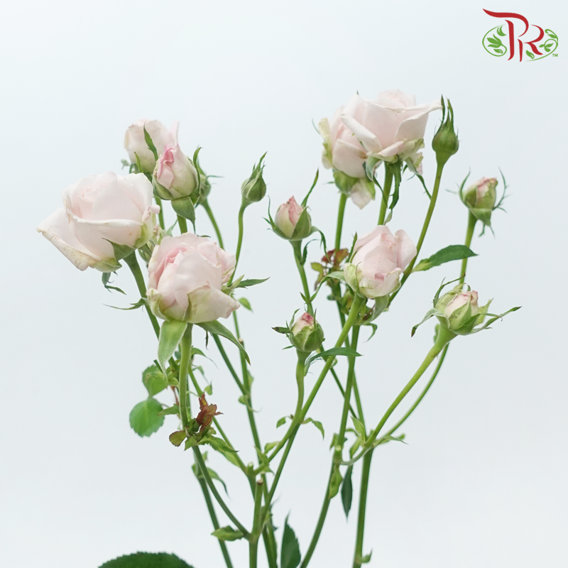 Offer Rose Spray -