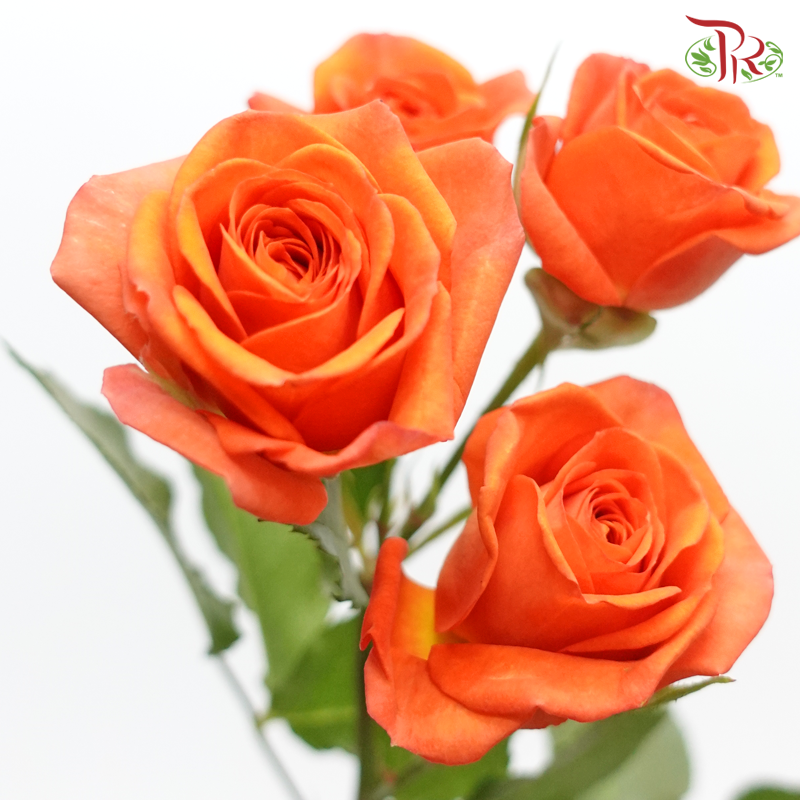 Offer Rose Spray -