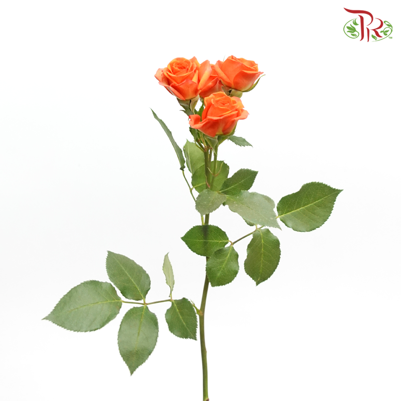 Offer Rose Spray -