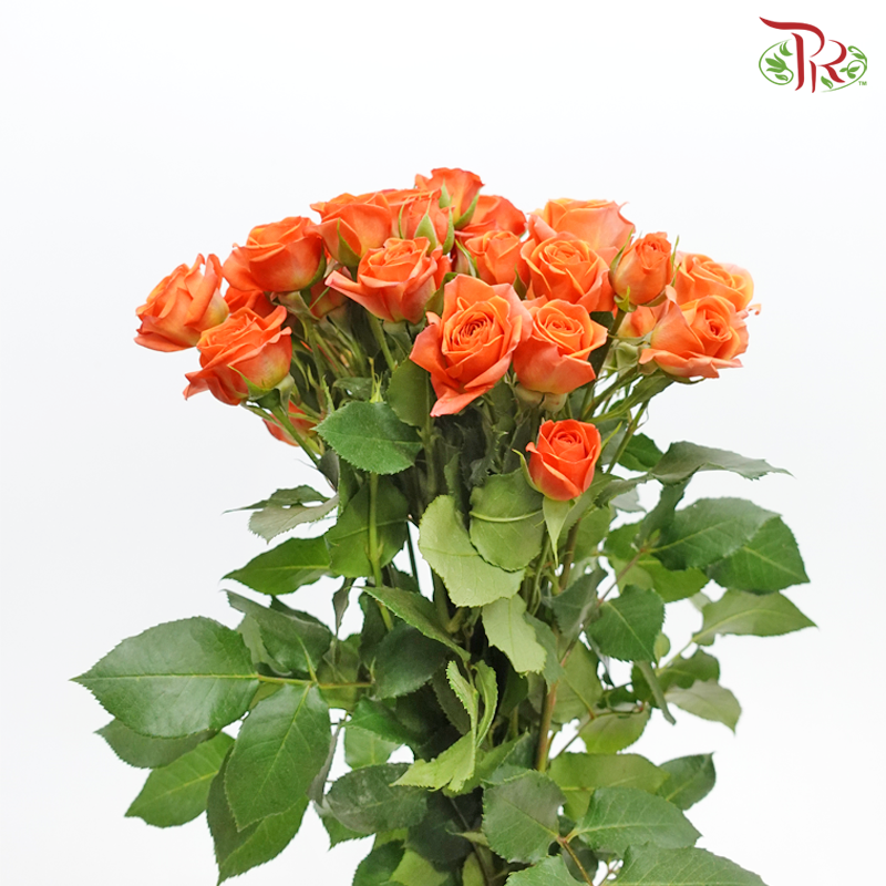 Offer Rose Spray -