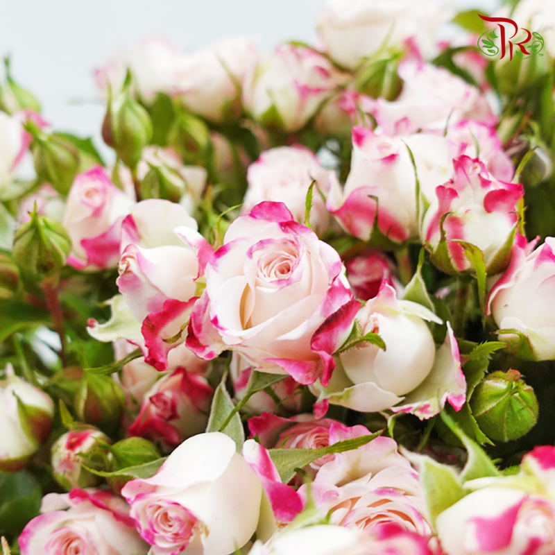 Offer Rose Spray -