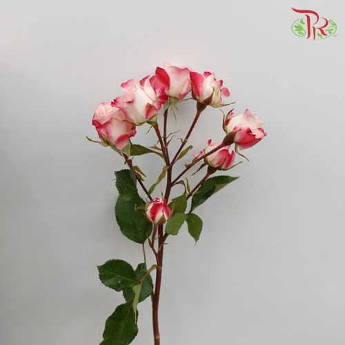 Offer Rose Spray -
