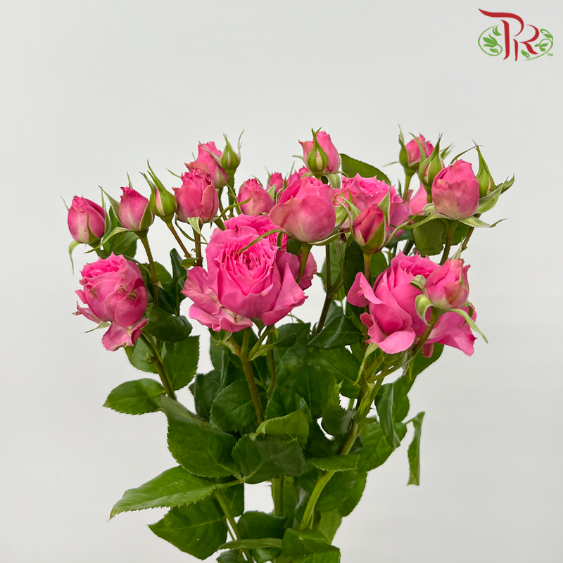 Offer Rose Spray -