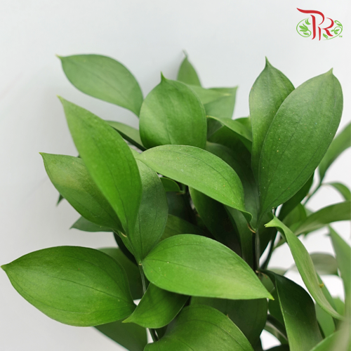 Ruscus Leaf - 10 stems