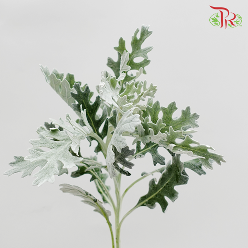 Silver Leaf -