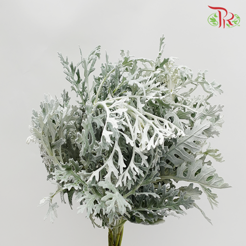 Silver Leaf -