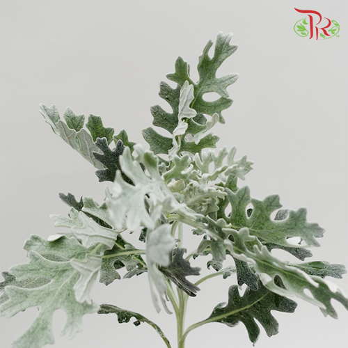 Silver Leaf -