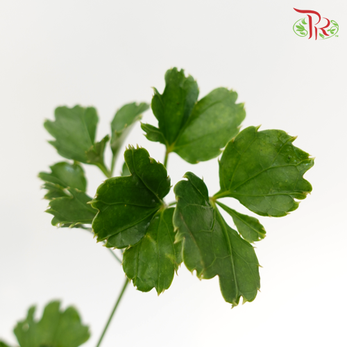 Tea Leaf Round -
