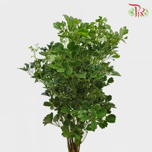 Tea Leaf Round -