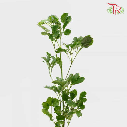 Tea Leaf Round -