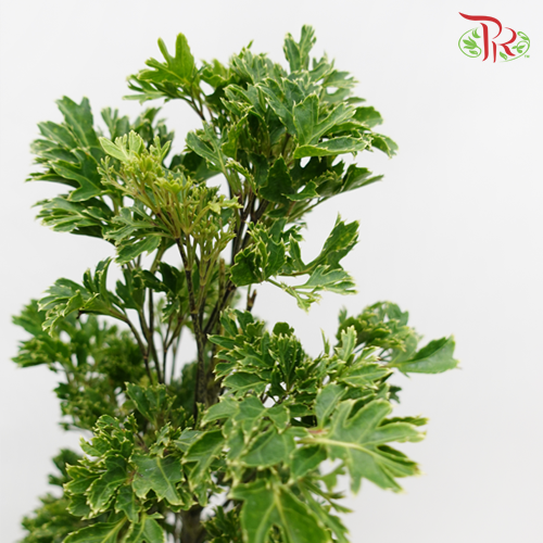Tea Leaf Sharp -