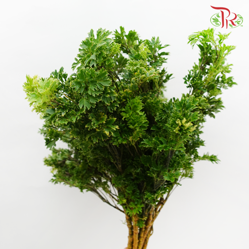 Tea Leaf Sharp -