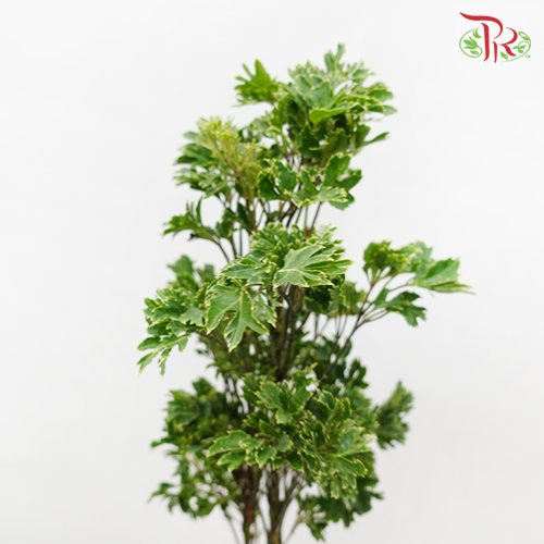 Tea Leaf Sharp -