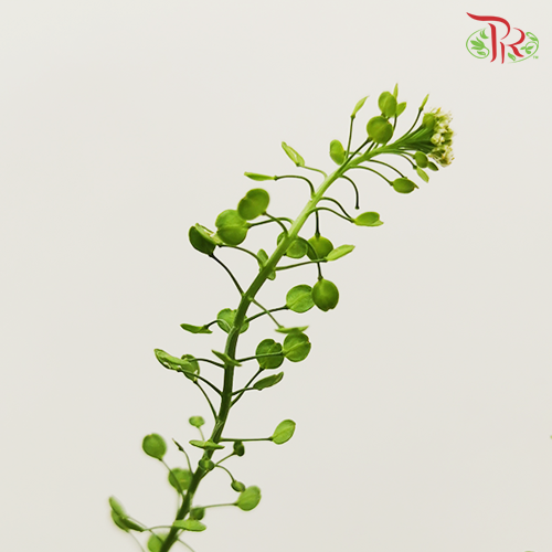 Thlaspi Green Bell -