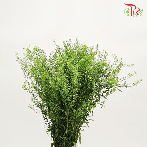 Thlaspi Green Bell -