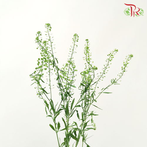 Thlaspi Green Bell -