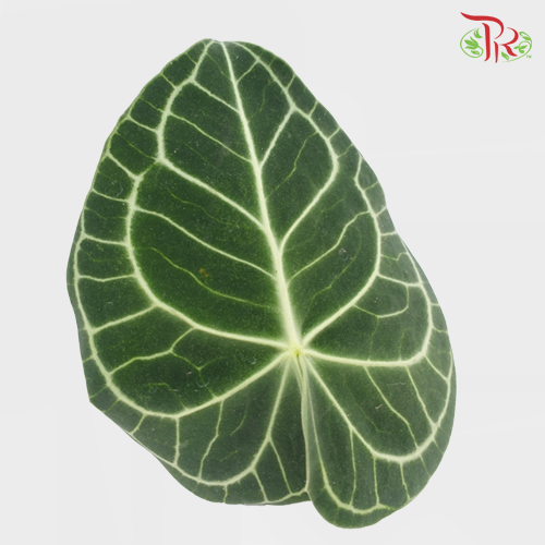 Turtle Leaf -