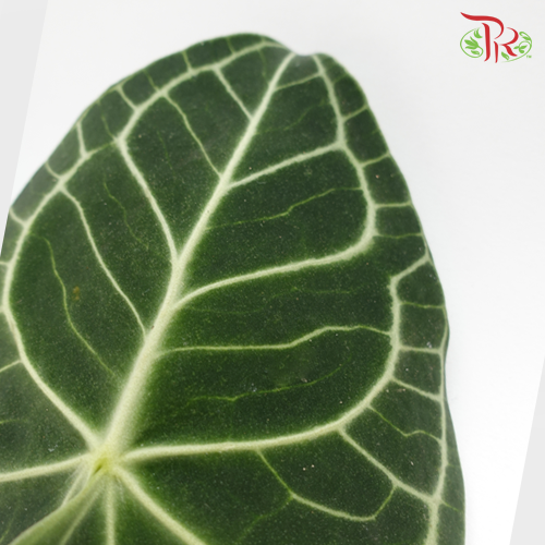 Turtle Leaf -