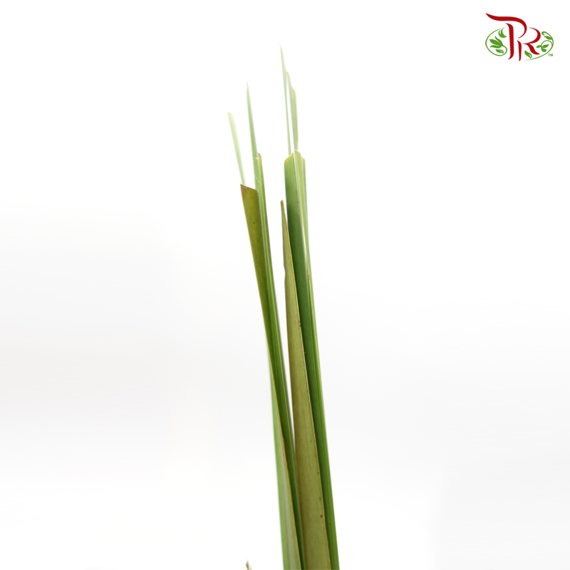 Water Candle Leaf -
