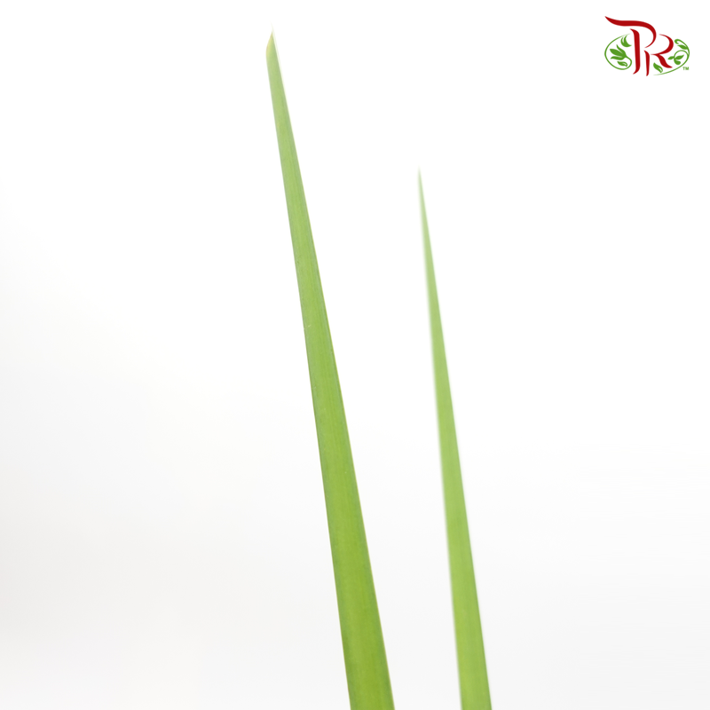 Water Candle Leaf -